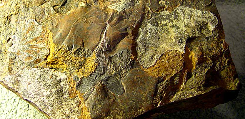 ginkgo adiantoides, Paleoceno, Escocia (foto Cor Kwant)
