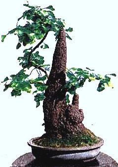 Ginkgo stalactite bonsai depicted on a stamp of the People's Republic of China 1981