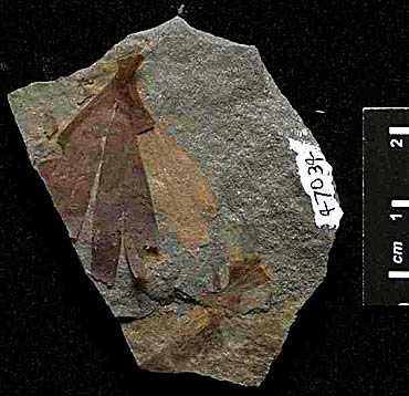 Ginkgo sp. Upper Triassic, East Greenland (photo The Field Museum)