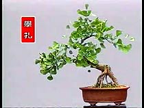 Ginkgo bonsai nursery in China