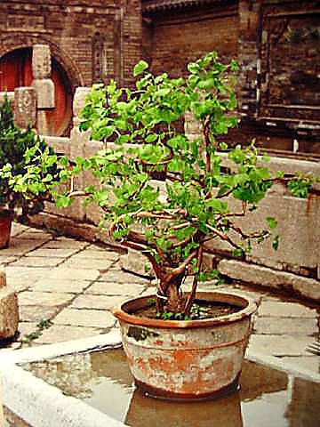 bonsai Xi'an, China (photo Marc Bautry)